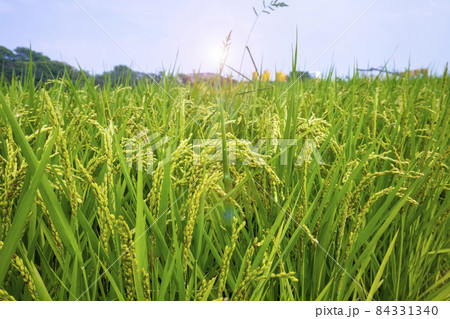 台湾 台中市 台中 84331340