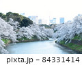 千鳥ヶ淵の桜 84331414