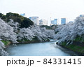 千鳥ヶ淵の桜 84331415