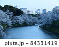 千鳥ヶ淵の桜 84331419