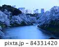 千鳥ヶ淵の桜 84331420