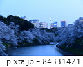 千鳥ヶ淵の桜 84331421