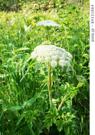 エゾノシシウド “山野草” エゾノシシウド “山野草” 84331664
