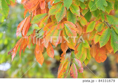 小楢（コナラ）の紅葉 84331679