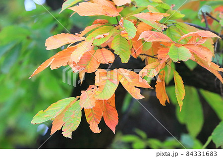 小楢(コナラ)の紅葉 小楢(コナラ)の紅葉 84331683