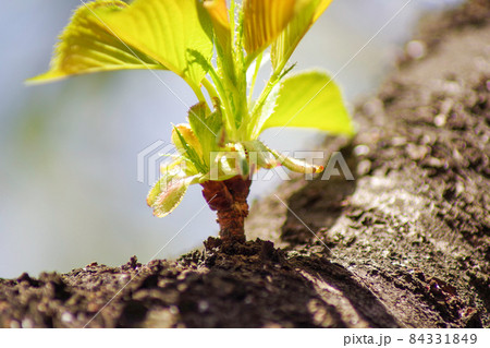 幹から生える桜の新芽と若葉 84331849