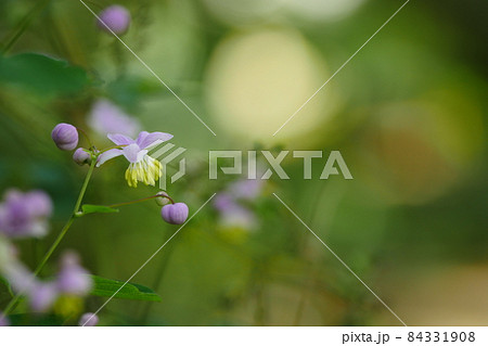 グムクォンの足 秋の花 84331908