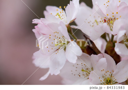 ホソイザクラ 84331983