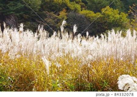 北広島町千丈原の草紅葉の景色 84332078