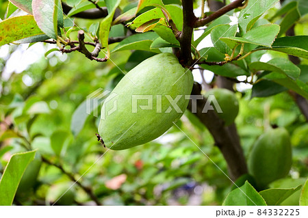 青い花梨の実 青い花梨の実 84332225