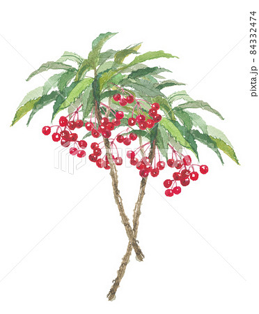 万両　赤い実　2本 84332474