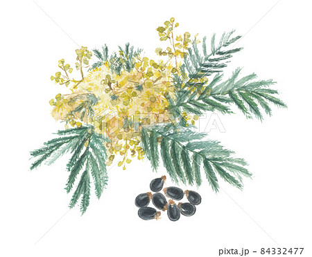 モリシマアカシア 花と種子 モリシマアカシア 花と種子 84332477