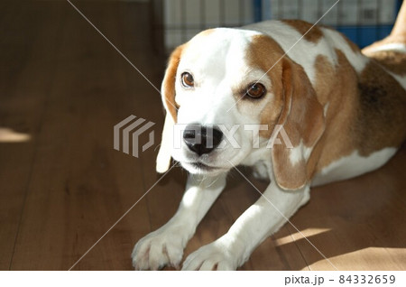 陽だまりで伸びをする犬 84332659