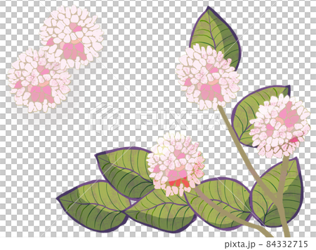 野の花　ヒメツルソバ 84332715