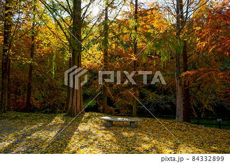 イチョウの絨毯　ラクウショウやメタセコイアの紅葉(香川県まんのう町満濃池森林公園) 84332899