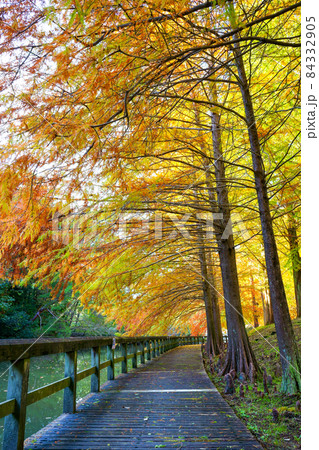 ラクウショウやメタセコイアの紅葉(香川県まんのう町満濃池森林公園) ラクウショウやメタセコイアの紅葉(香川県まんのう町満濃池森林公園) 84332905