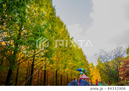 メタセコイアやラクウショウの紅葉(香川県まんのう町満濃池森林公園) メタセコイアやラクウショウの紅葉(香川県まんのう町満濃池森林公園) 84332906