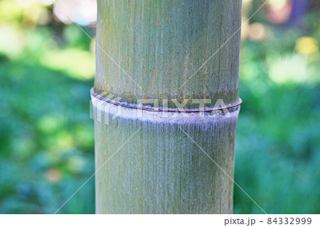 孟宗竹の節 84332999