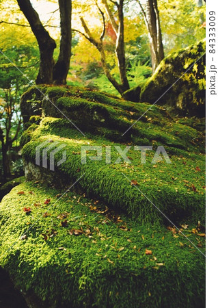 苔と紅葉の侘び寂びハーモニー 84333009