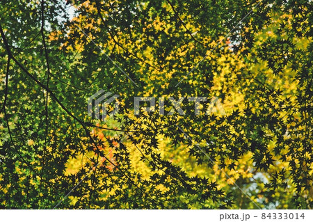 紅葉のハーモニーを下からスナップ 紅葉のハーモニーを下からスナップ 84333014