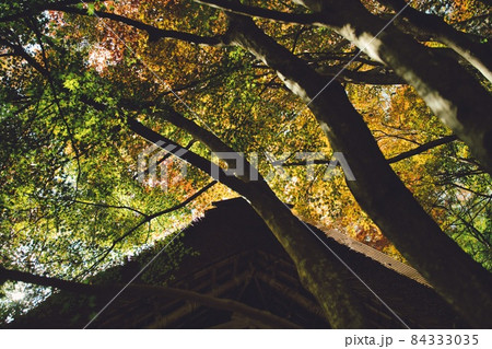 神社仏閣と紅葉のオーケストラ 84333035