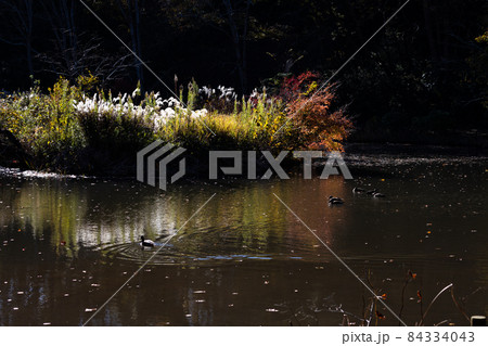 錦秋の泉自然公園 錦秋の泉自然公園 84334043