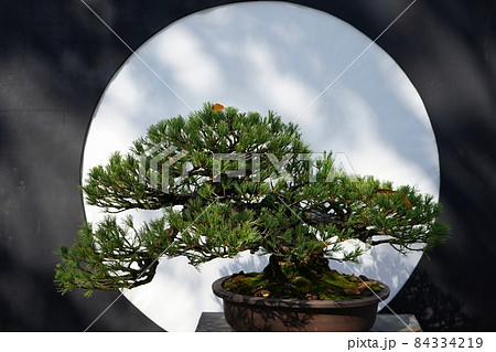 おめでたいイメージの松の盆栽 おめでたいイメージの松の盆栽 84334219
