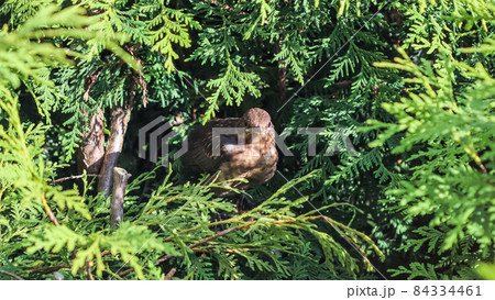 Fledgling blackbird waiting to be fed by parent in thuja branches 84334461