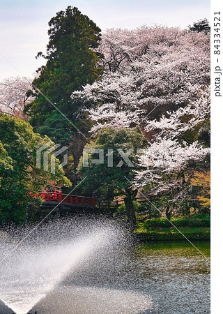 高岡古城公園 桜 噴水 A 84334521