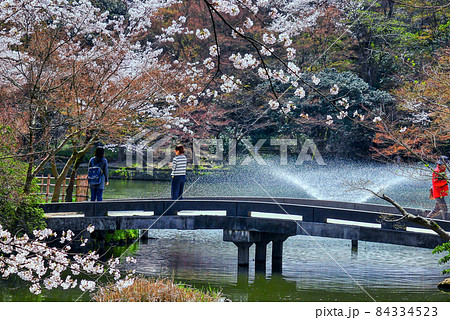 高岡古城公園 桜 噴水 C 高岡古城公園 桜 噴水 C 84334523