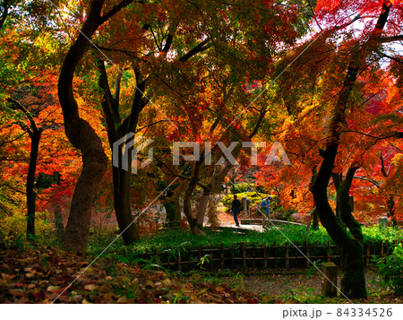 高岡古城公園紅葉6 照片素材 圖片 圖庫