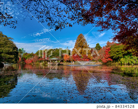 高岡古城公園 紅葉  8 84334528