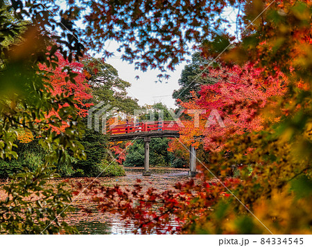 高岡古城公園 紅葉 朝陽橋 14 高岡古城公園 紅葉 朝陽橋 14 84334545