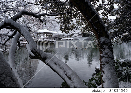 高岡古城公園 雪景色  1 84334546