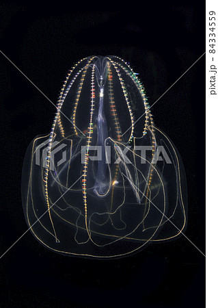 カブトクラゲ 84334559