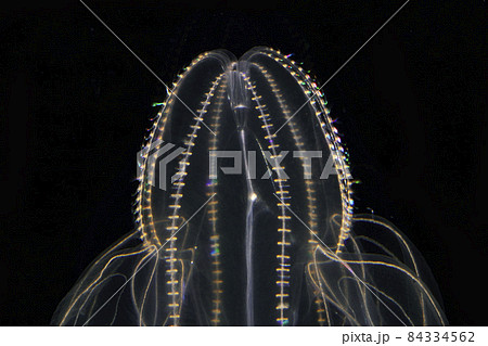 カブトクラゲ 84334562