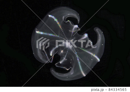 カブトクラゲ 84334565