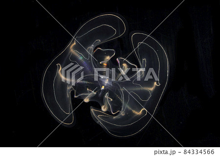 カブトクラゲ 84334566