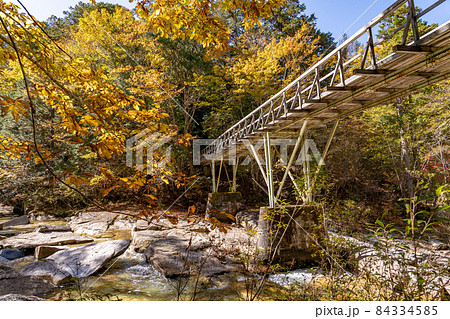 長野県上松町 紅葉に包まれた赤沢自然休養林内の渓流にかかる散策路 長野県上松町 紅葉に包まれた赤沢自然休養林内の渓流にかかる散策路 84334585