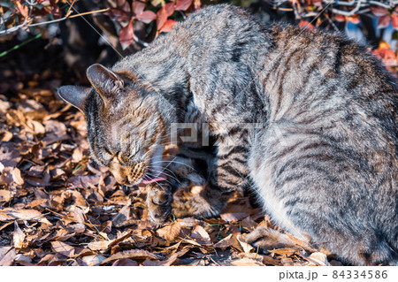 ボランティアの餌を食べたなついた野良猫 ボランティアの餌を食べたなついた野良猫 84334586