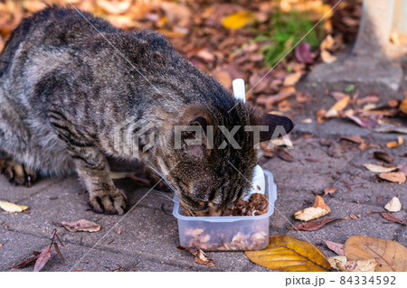 ボランティアの餌を食べるなついた野良猫 ボランティアの餌を食べるなついた野良猫 84334592