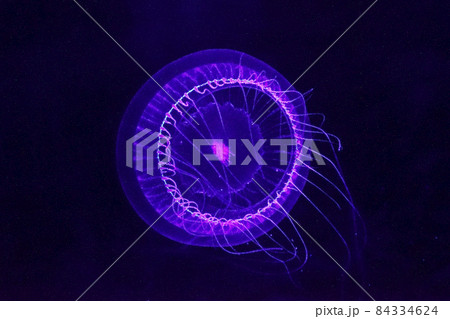 発光するオワンクラゲ 84334624