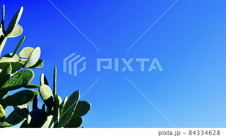 屋外で育っているウチワサボテンの写真 屋外で育っているウチワサボテンの写真 84334628