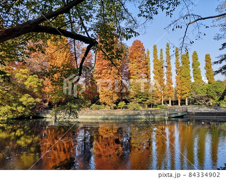 紅葉がきれいな池のカラー写真 84334902