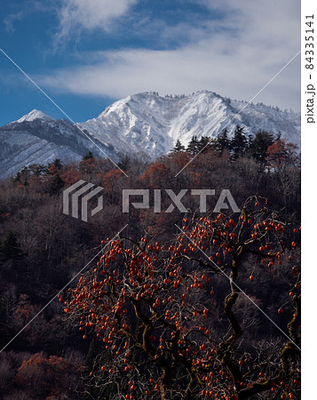 白川郷に立つ柿の木と　白山方面の山並み（岐阜県大野郡白川村） 84335141