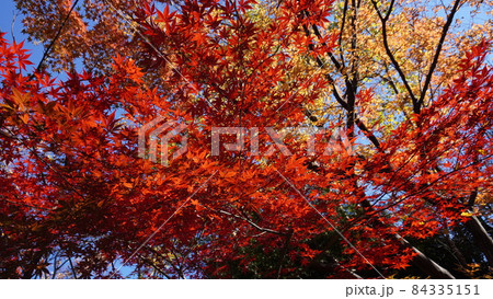紅葉 84335151