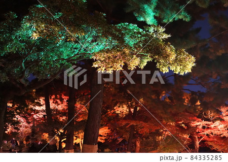 広島縮景園のライトアップされた庭園風景 84335285