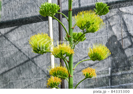 開花したリュウゼツランの花 84335300