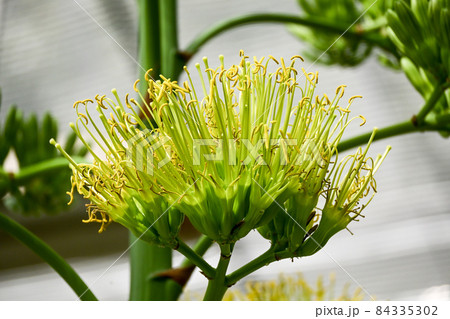 リュウゼツランの花 84335302