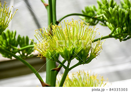 リュウゼツランの花 84335303